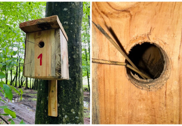 310 cuiburi donate pentru Rezervația Naturală „Codrii”